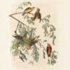 Audubon Bien Edition Pl. 200, Common Crossbill