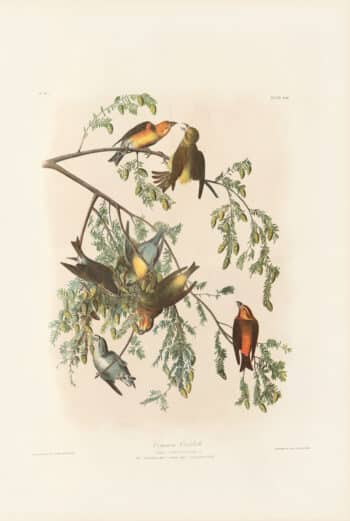 Audubon Bien Edition Pl. 200, Common Crossbill