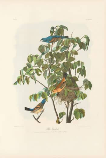 Audubon Bien Edition Pl. 204, Blue Grosbeak