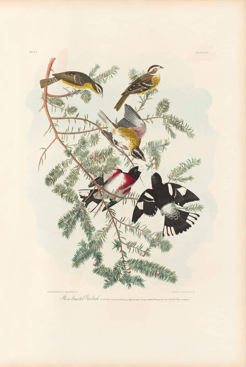 Audubon Bien Edition Pl. 205, Rose-breasted Grosbeak