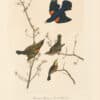 Audubon Bien Edition Pl. 216, Red winged Starling or Marsh Blackbird