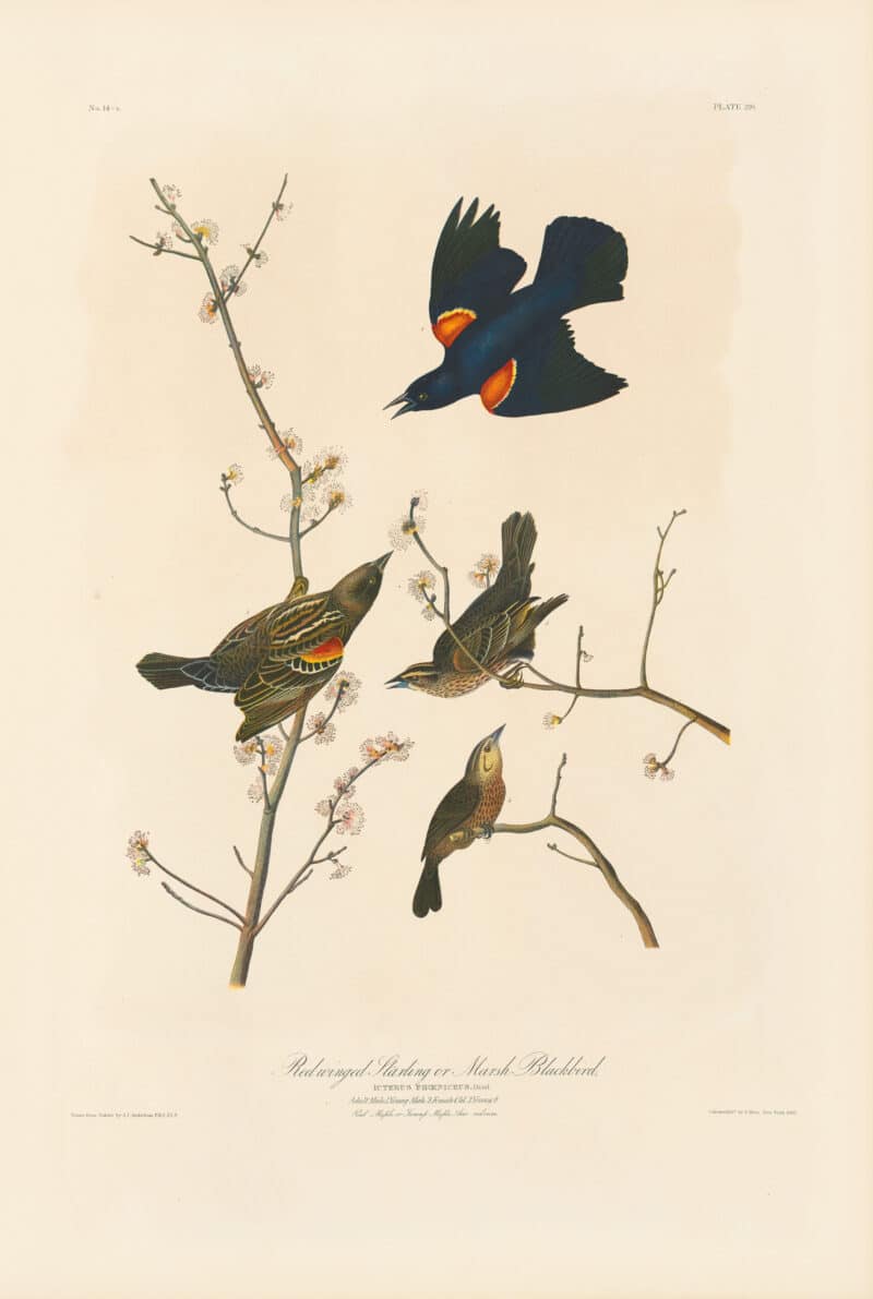 Audubon Bien Edition Pl. 216, Red winged Starling or Marsh Blackbird