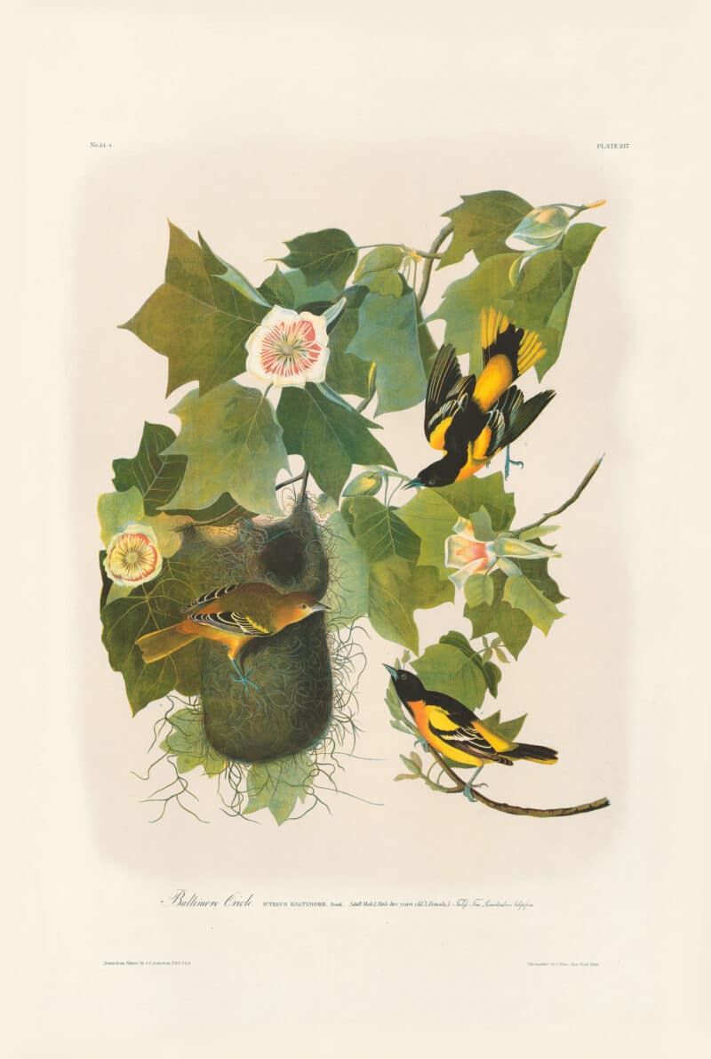 Audubon Bien Edition Pl. 217, Baltimore Oriole