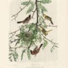 Audubon Bien Edition Pl. 219, Orchard Oriole