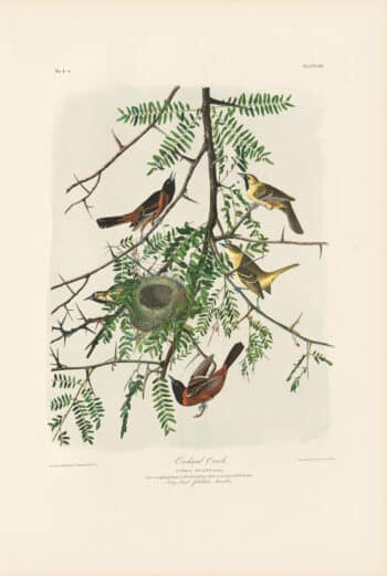 Audubon Bien Edition Pl. 219, Orchard Oriole