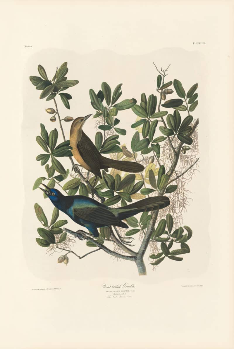 Audubon Bien Edition Pl. 220, Boat-tailed Grackle