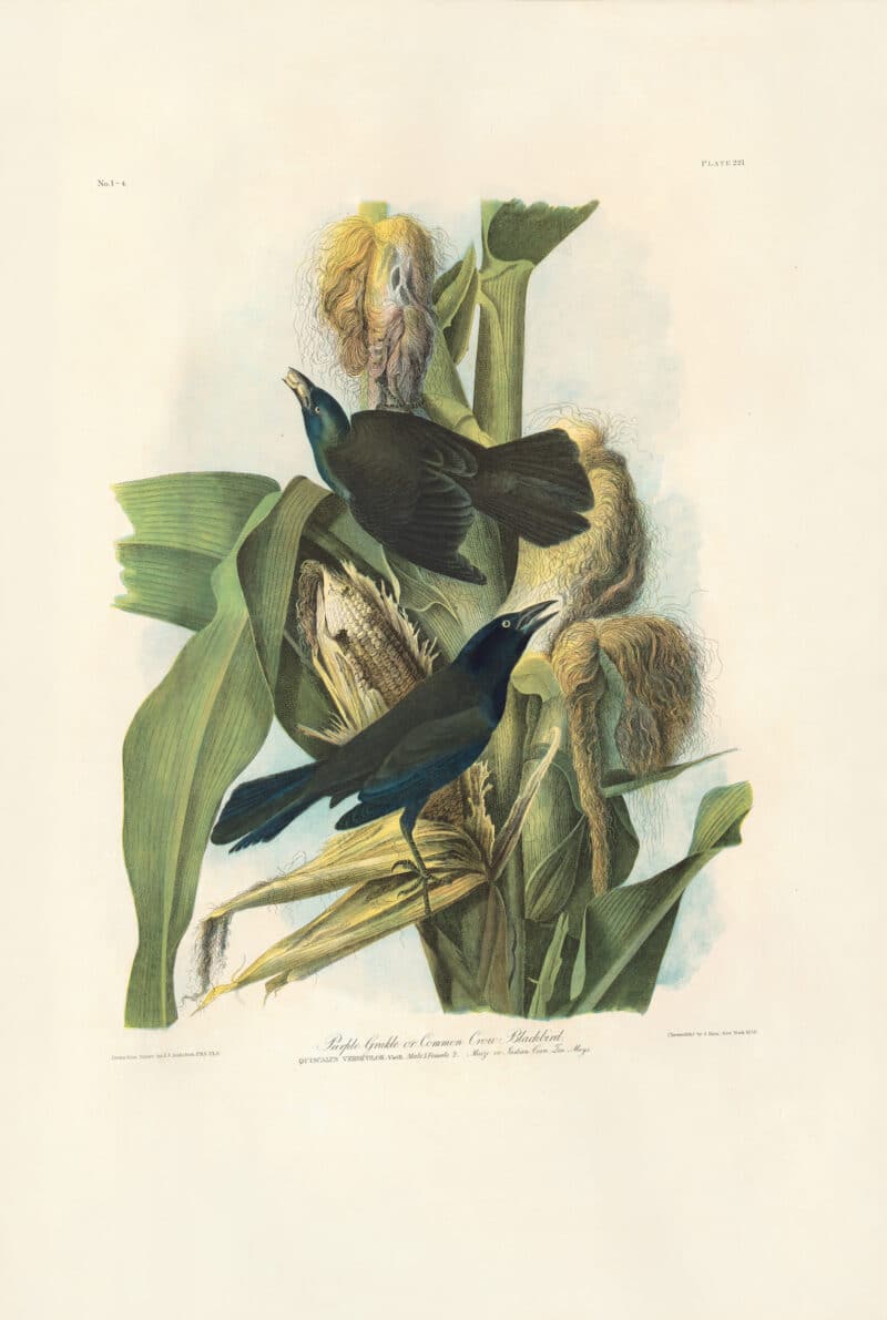 Audubon Bien Edition Pl. 221, Purple Grakle or Common Crow Blackbird