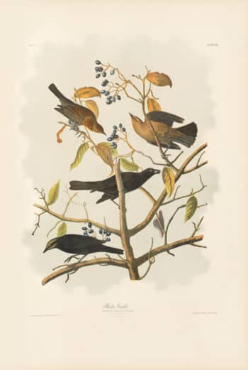Audubon Bien Edition Pl. 222, Rusty Grackle