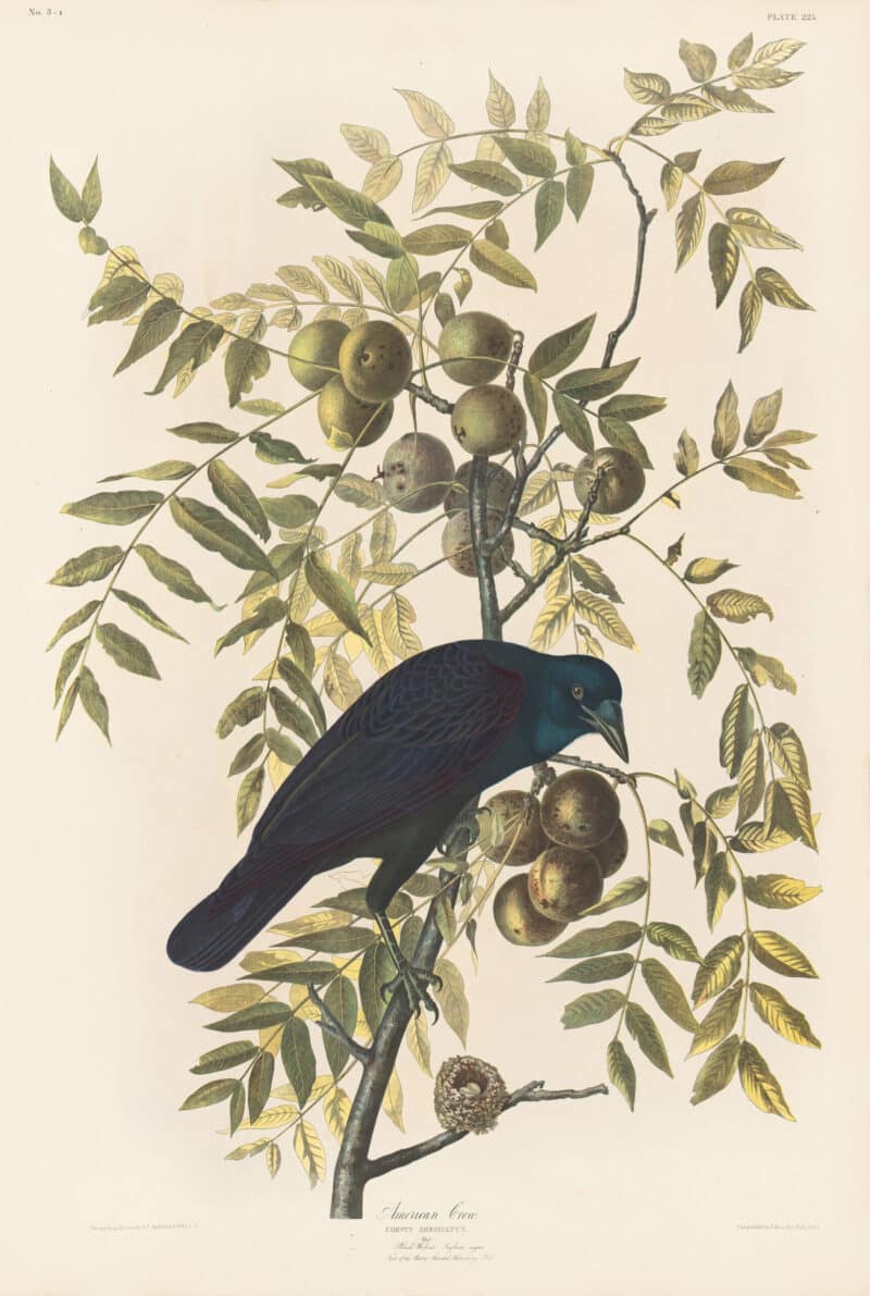 Audubon Bien Edition Pl. 225, American Crow