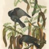 Audubon Bien Edition Pl. 226, Fish Crow