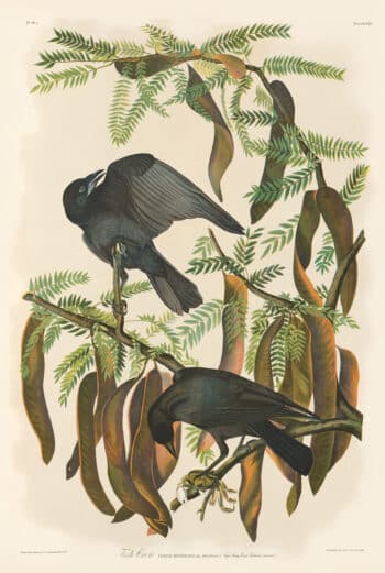 Audubon Bien Edition Pl. 226, Fish Crow