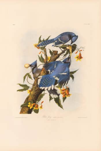 Audubon Bien Edition Pl. 231, Blue Jay