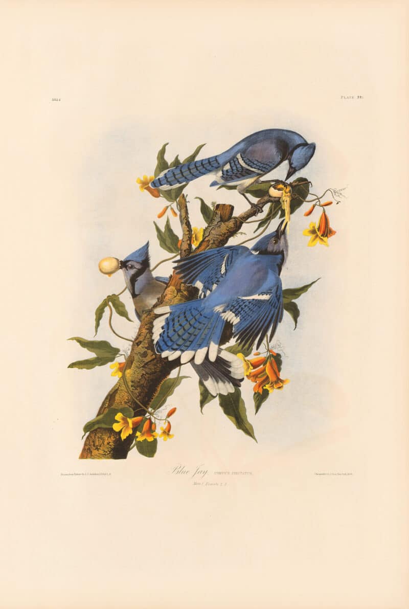 Audubon Bien Edition Pl. 231, Blue Jay