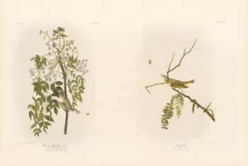 Audubon Bien Edition Pl. 240, White-eyed Flycatcher or Vireo & Pl. 243, Red-eyed Vireo
