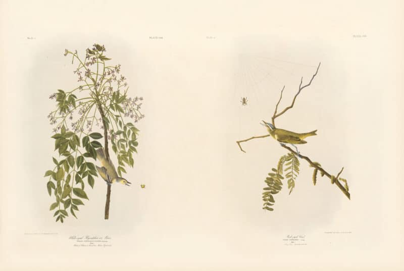 Audubon Bien Edition Pl. 240, White-eyed Flycatcher or Vireo & Pl. 243, Red-eyed Vireo
