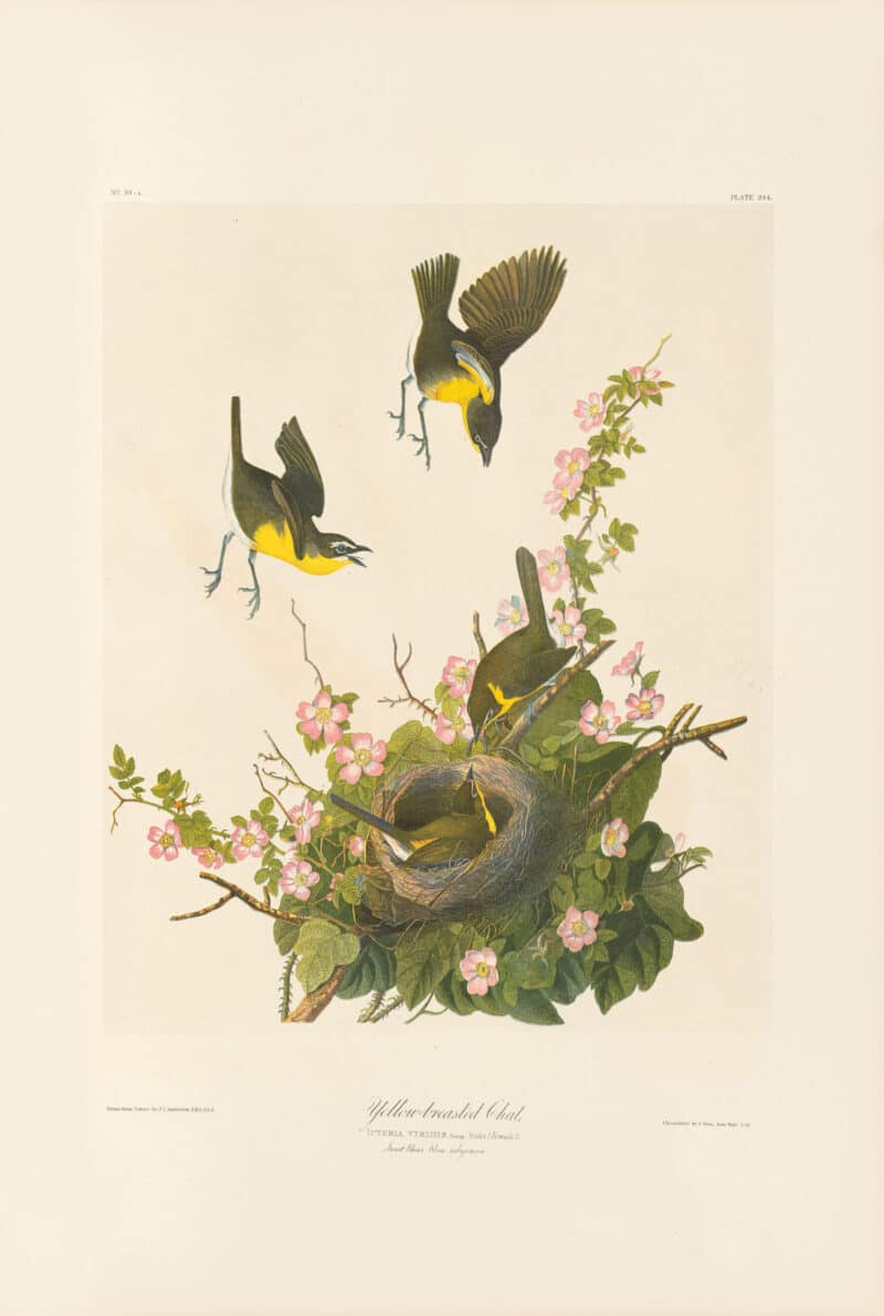 Audubon Bien Edition Pl. 244, Yellow-breasted Chat