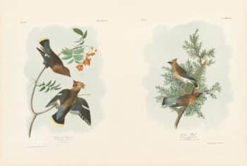 Audubon Bien Edition Pl. 245, Bohemian Chatterer & Pl. 246, Cedar Bird