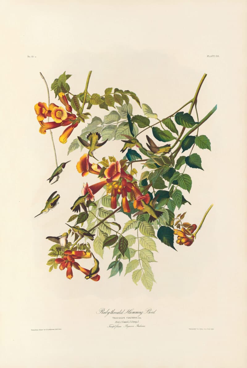 Audubon Bien Edition Pl. 253, Ruby-throated Hummingbird