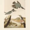 Audubon Bien Edition Pl. 255, Belted Kingsfisher