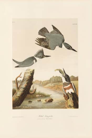 Audubon Bien Edition Pl. 255, Belted Kingsfisher