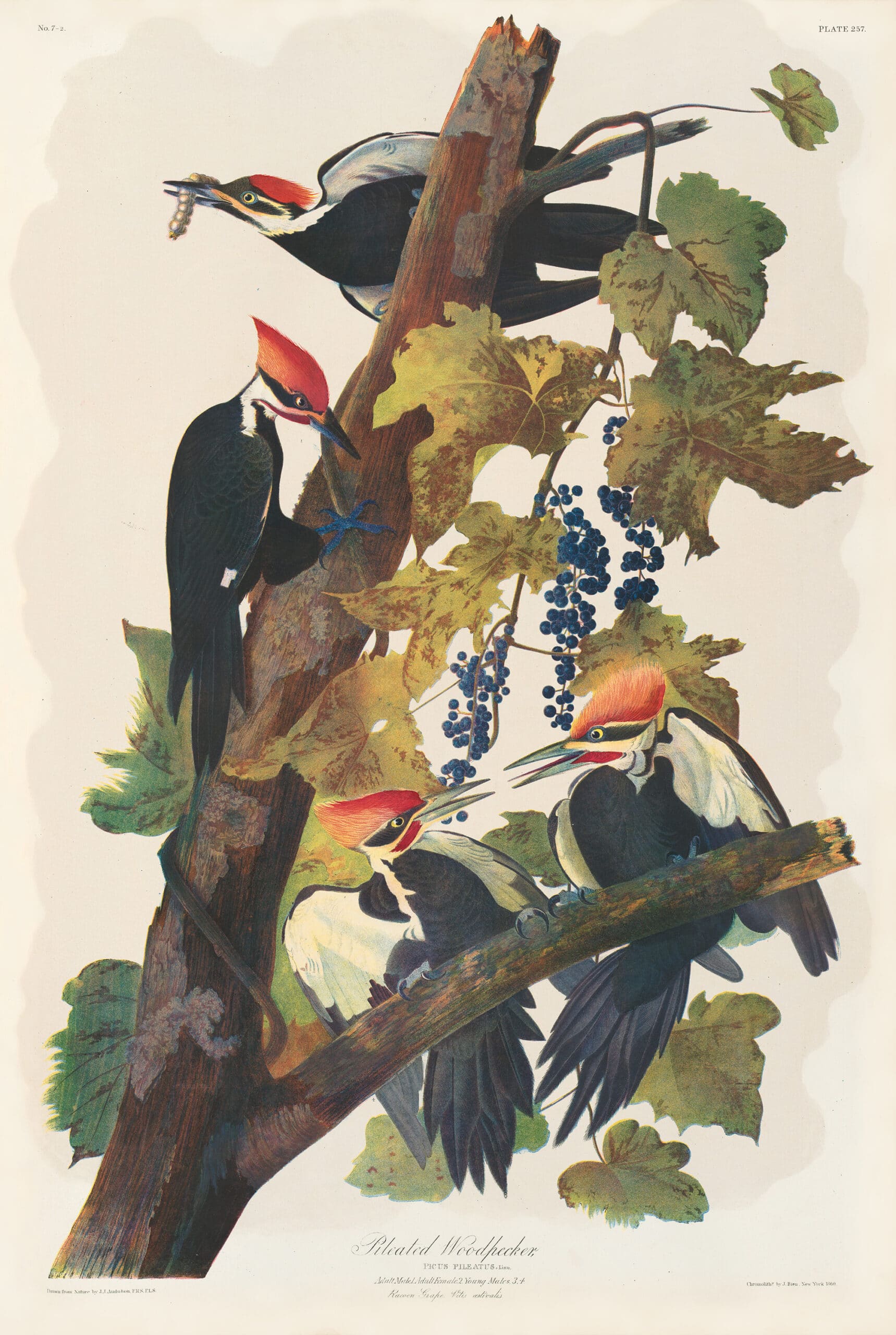 Audubon Bien Edition Pl. 257, Pileated Woodpecker