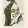Audubon Bien Edition Pl. 273, Golden-winged Woodpecker