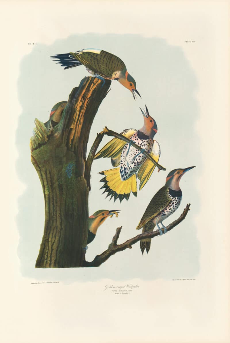 Audubon Bien Edition Pl. 273, Golden-winged Woodpecker