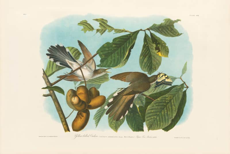 Audubon Bien Edition Pl. 275, Yellow-billed Cuckoo