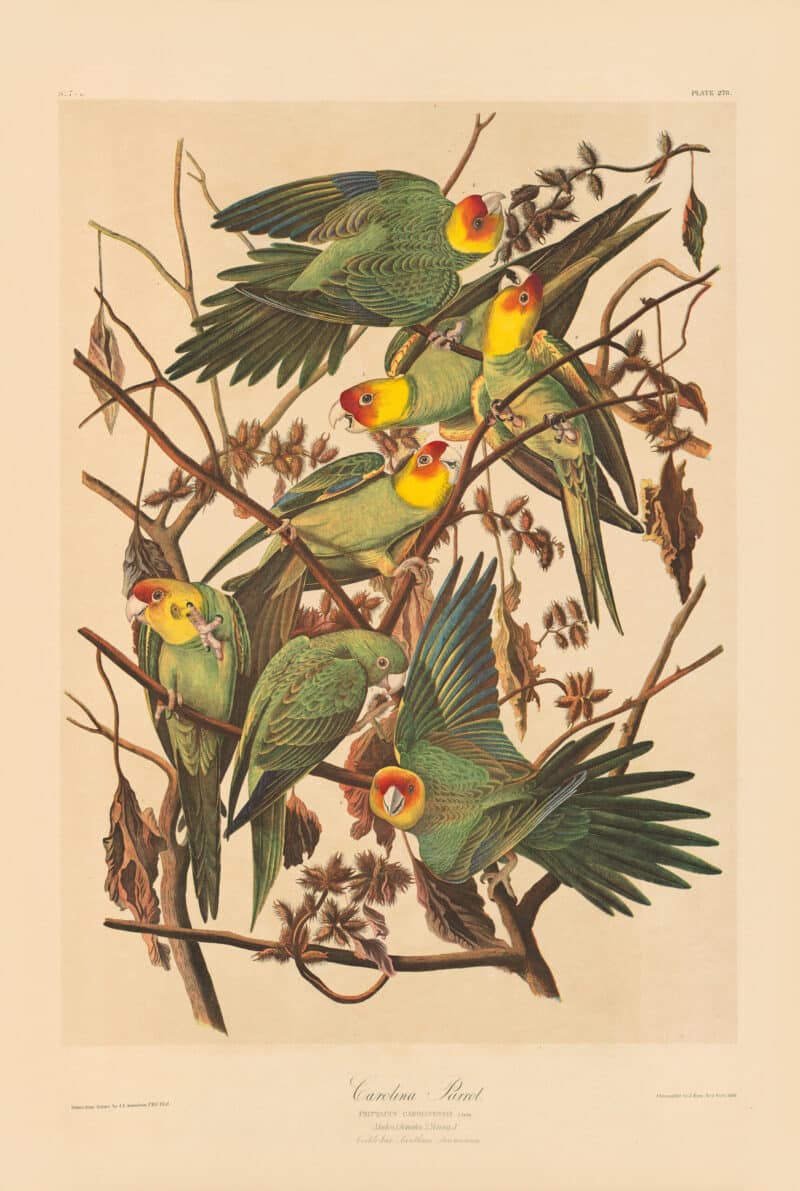 Audubon Bien Edition Pl. 278, Carolina Parrot