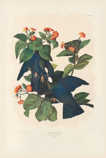Audubon Bien Edition Pl. 280, White-Headed Pigeon