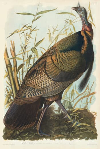 Audubon Bien Edition Pl. 287, Wild Turkey