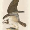 Audubon Bien Edition Pl. 288, Fish Hawk or Osprey