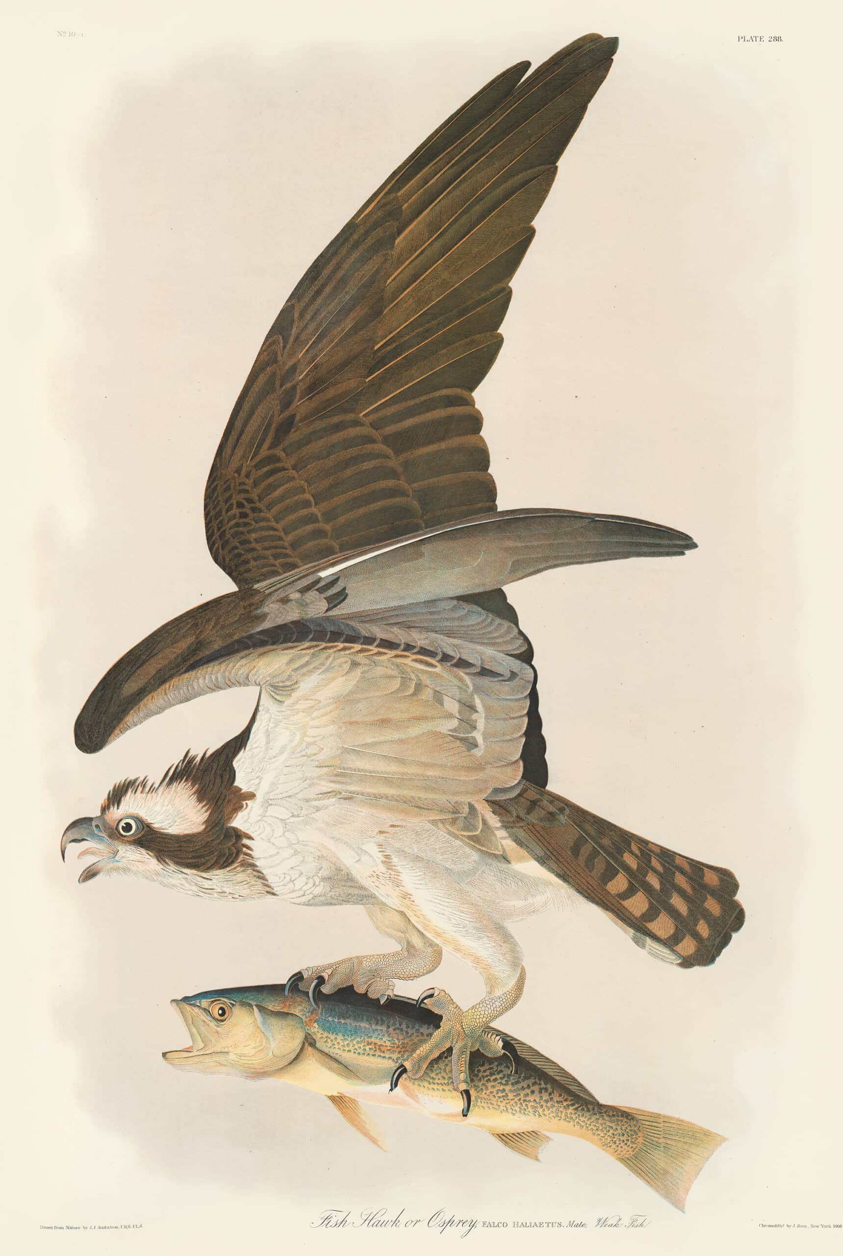 Audubon Bien Edition Pl. 288, Fish Hawk or Osprey | By Oppenheimer Editions