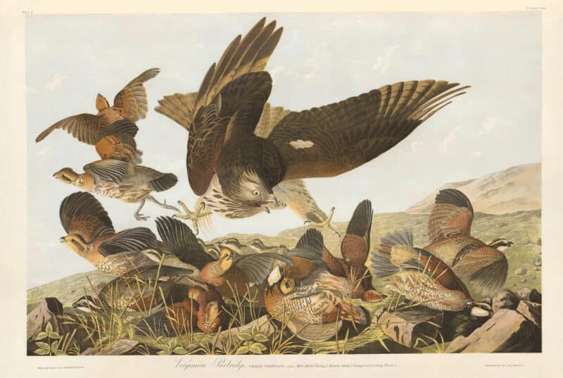 Audubon Bien Edition Pl. 289, Virginian Partridge