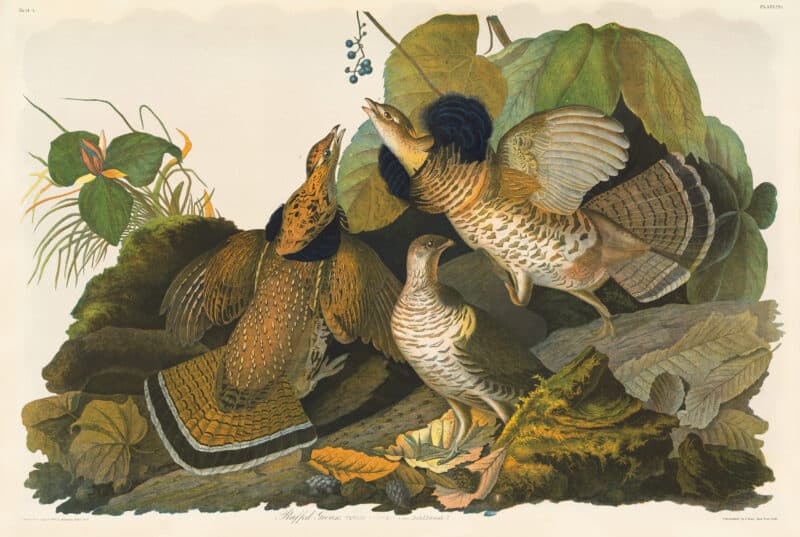 Audubon Bien Edition Pl. 293, Ruffed Grouse