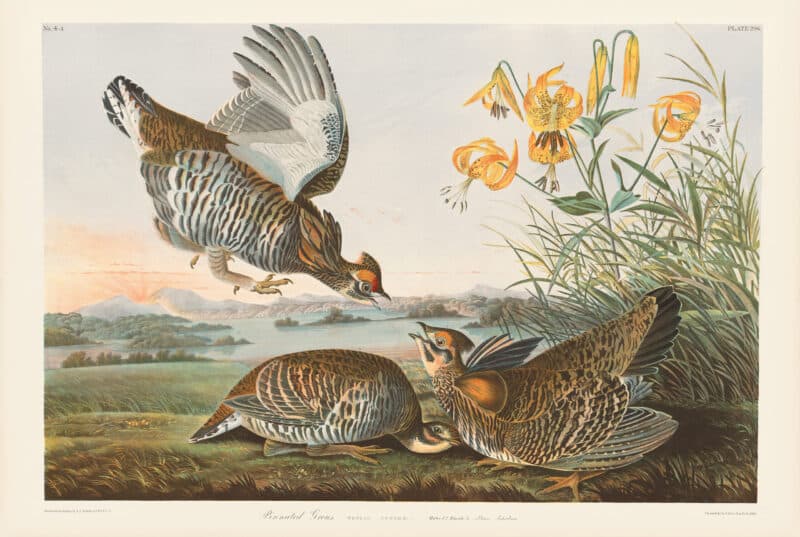 Audubon Bien Edition Pl. 296, Pinnated Grouse