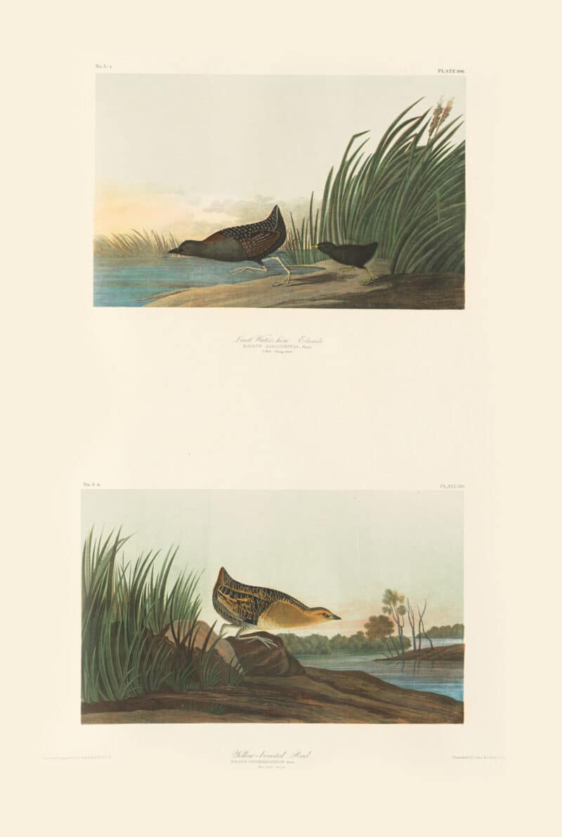 Audubon Bien Edition Pl. 308, Least Water-hen & Pl. 308, Yellow-breasted Rail