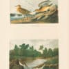 Audubon Bien Edition Pl. 331, Buff breasted Sandpiper & Pl. 331, Little Sandpiper