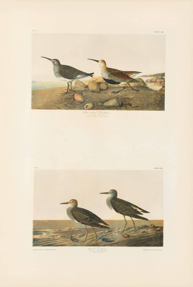 Audubon Bien Edition Pl. 332, Red backed Sandpiper & Pl. 332, Pectoral Sandpiper