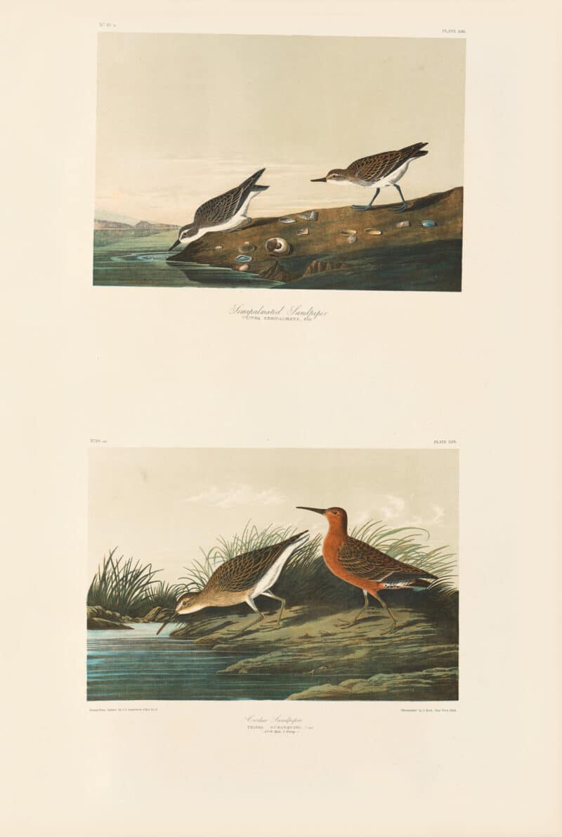 Audubon Bien Edition Pl. 336, Semipalmated Sandpiper & Pl. 333, Curlew sandpiper
