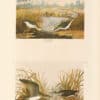 Audubon Bien Edition Pl. 342, Spotted Sandpiper & Pl. 343, Solitary Sandpiper