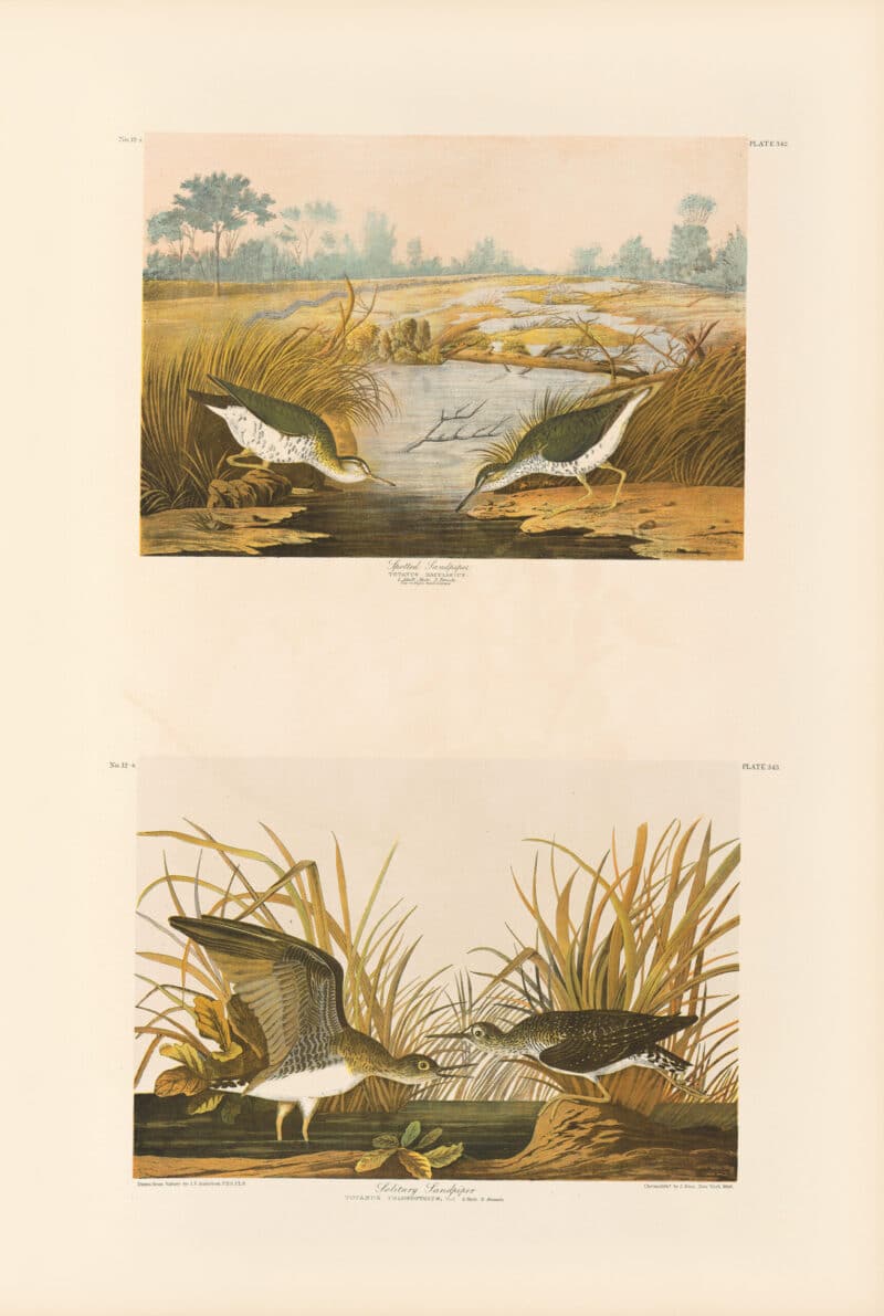 Audubon Bien Edition Pl. 342, Spotted Sandpiper & Pl. 343, Solitary Sandpiper