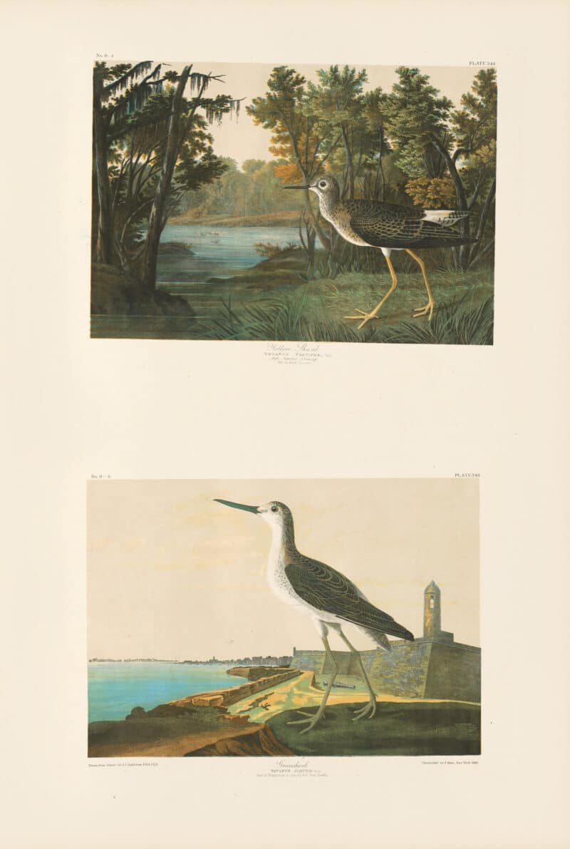 Audubon Bien Edition Pl. 344, Yellow Shank & Pl. 346, Greenshank
