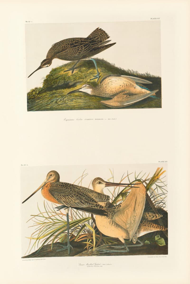 Audubon Bien Edition Pl. 357, Esquimaux Curlew & Pl. 353, Great Marbled Godwit