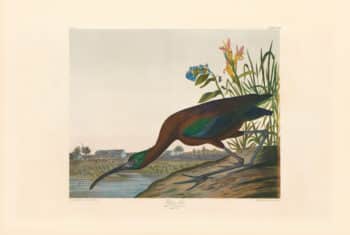 Audubon Bien Edition Pl. 358, Glossy Ibis