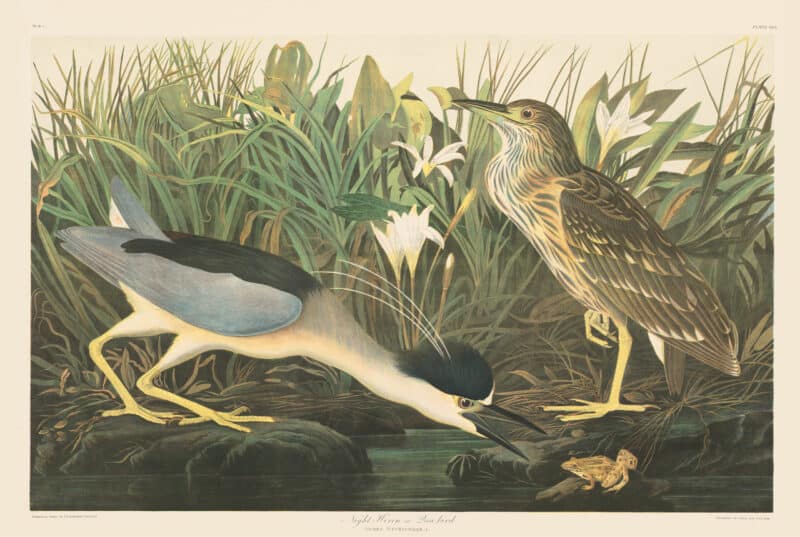 Audubon Bien Edition Pl. 363, Night Heron or Qua Bird