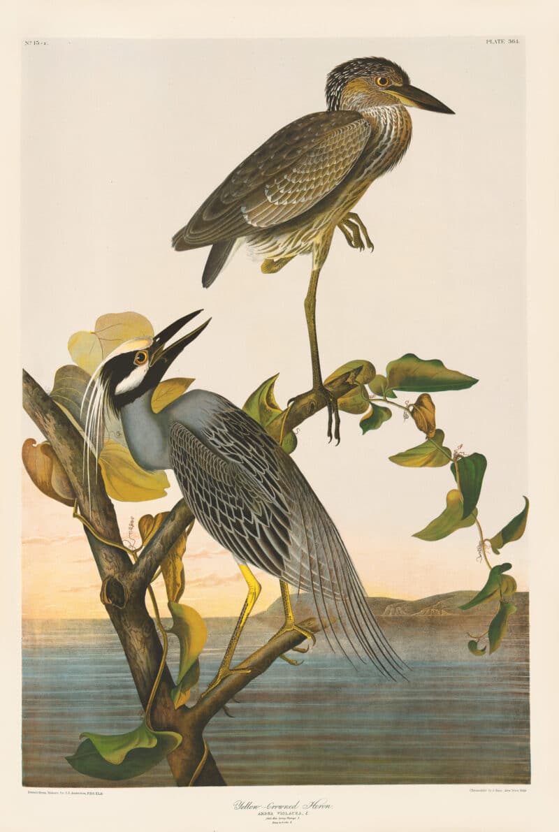Audubon Bien Edition Pl. 364, Yellow-Crowned Heron