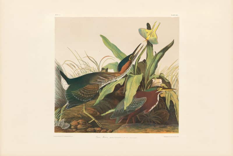 Audubon Bien Edition Pl. 367, Green Heron