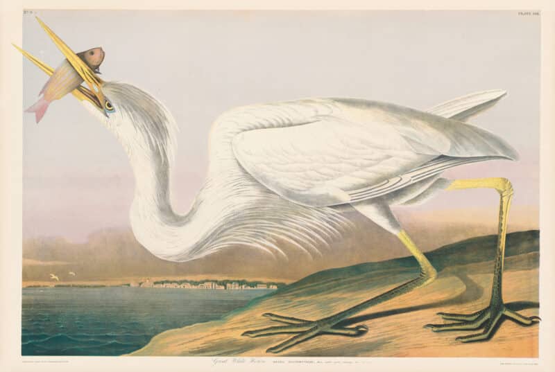 Audubon Bien Edition Pl. 368, Great White Heron