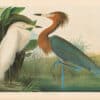 Audubon Bien Edition Pl. 371, Reddish Egret